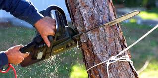 Best Commercial Tree Services  in Falcon Heights, MN