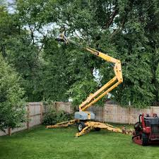 Trusted Falcon Heights, MN Tree Care Experts