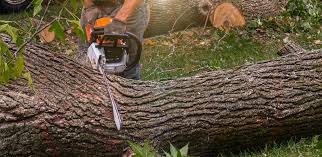 Best Tree Mulching  in Falcon Heights, MN