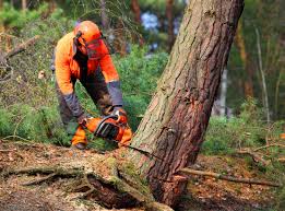 Best Stump Grinding and Removal  in Falcon Heights, MN
