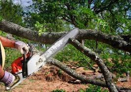 Best Utility Line Clearance  in Falcon Heights, MN