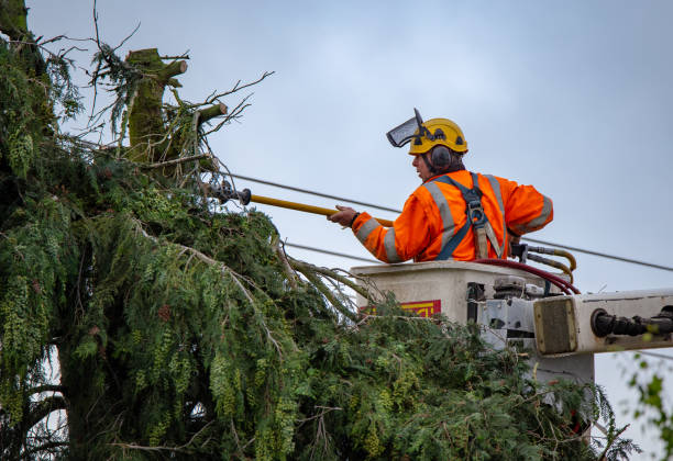 Best Tree Health Inspection  in Falcon Heights, MN