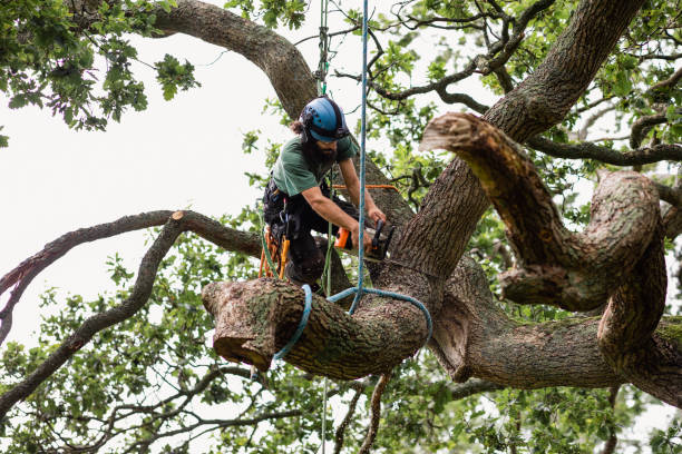 Best Tree Disease Treatment  in Falcon Heights, MN