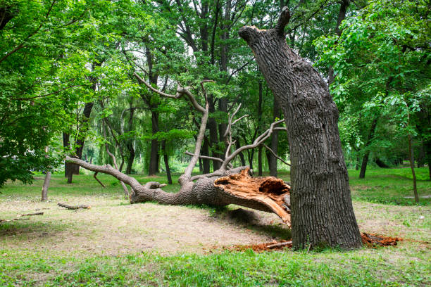 Best Lot and Land Clearing  in Falcon Heights, MN