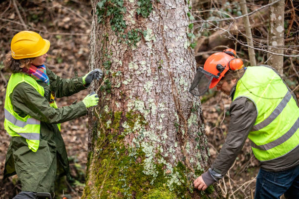Best Tree Preservation Services  in Falcon Heights, MN