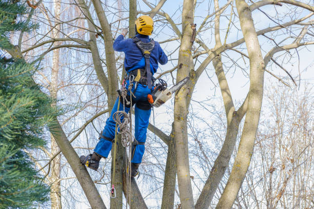 Best Leaf Removal  in Falcon Heights, MN