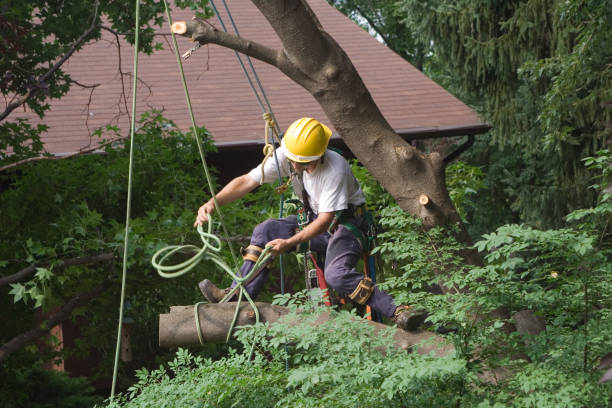 Best Seasonal Cleanup (Spring/Fall)  in Falcon Heights, MN