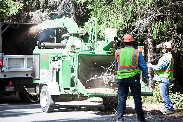 Best Palm Tree Trimming  in Falcon Heights, MN