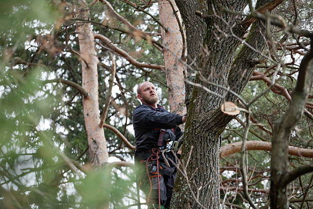 Best Storm Damage Tree Cleanup  in Falcon Heights, MN