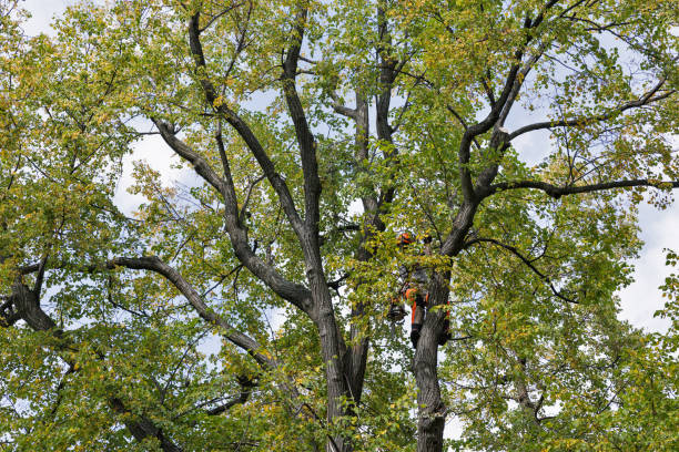 Best Tree Trimming and Pruning  in Falcon Heights, MN